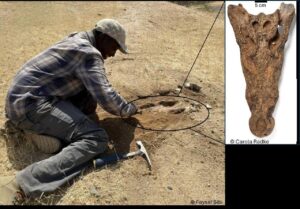 fossil