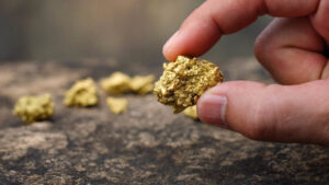 The pure gold ore found in the mine is in the hands of men.